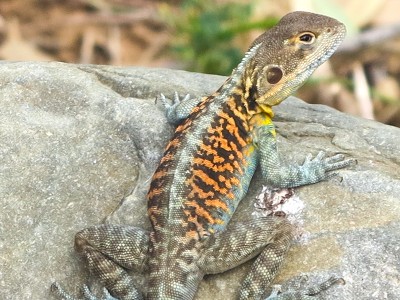 Red barred Dragon